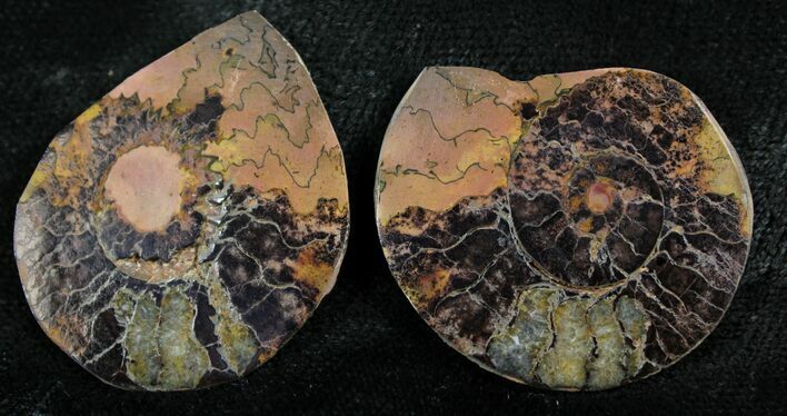 Iron Replaced Ammonite Fossil Pair #27546